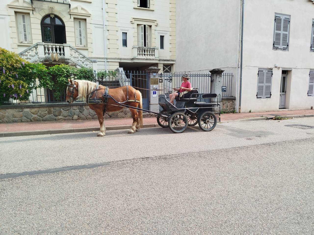 Martin, Cheval Hongre Comtois