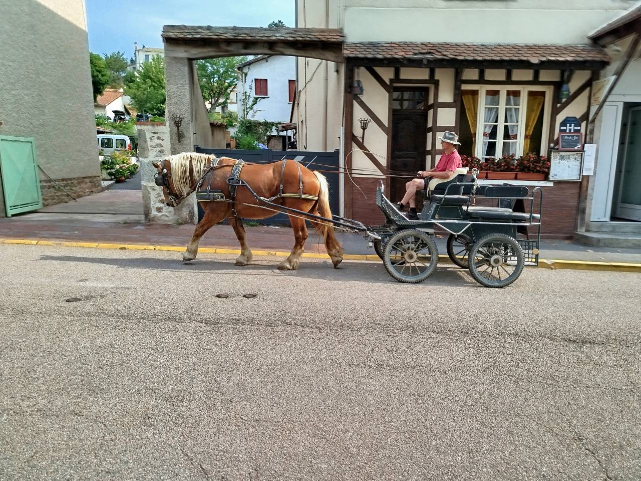 Martin, Cheval Hongre Comtois