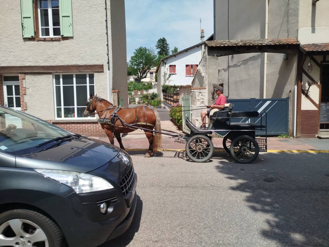 Lutesse, jument Comtoise