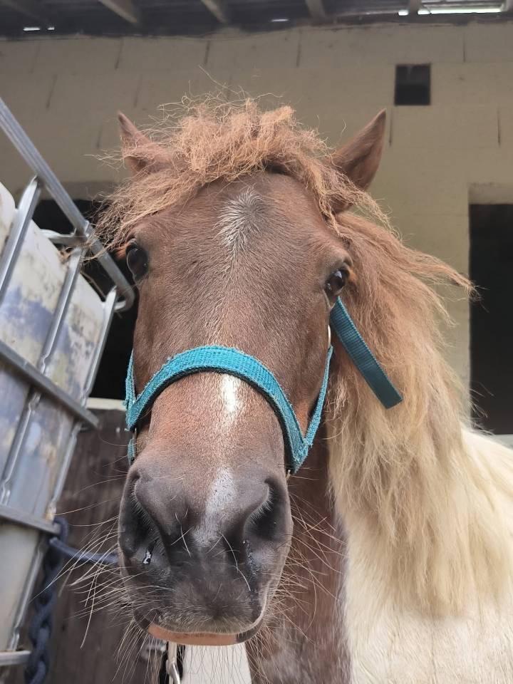 Poney Shetland