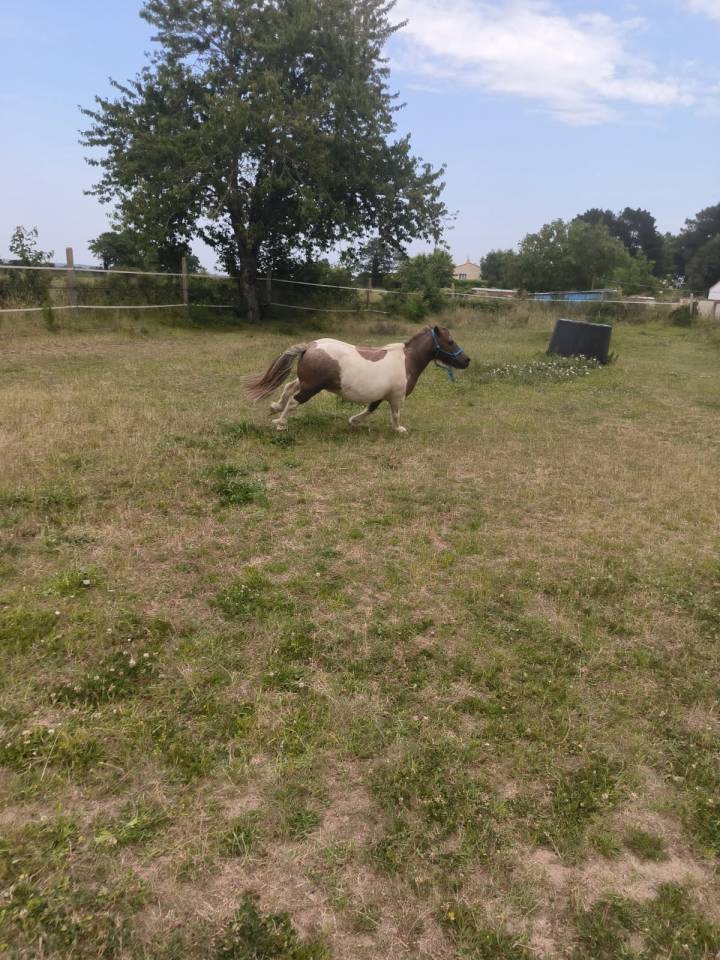 Poney Shetland