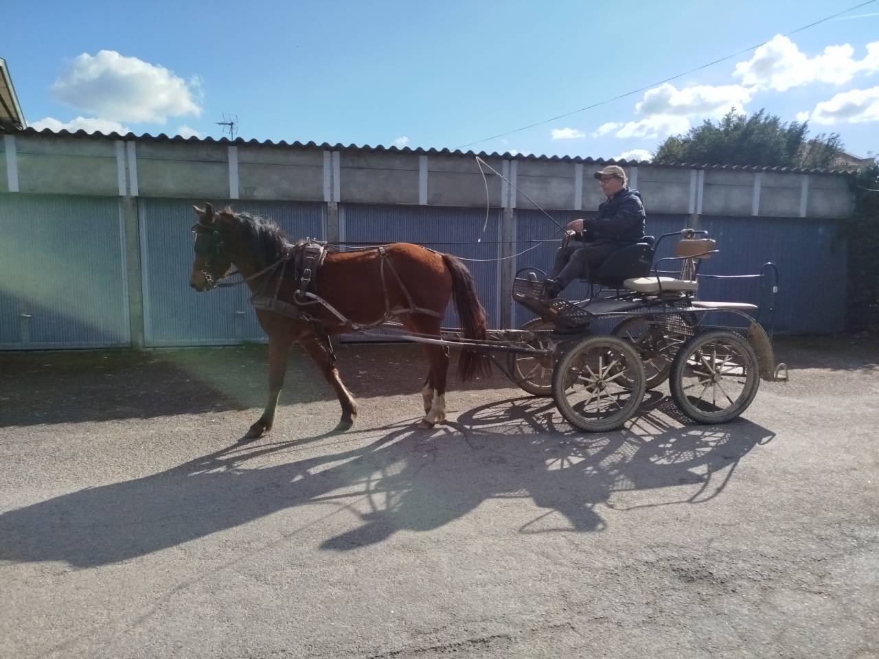 Nuge, Hongre OC de 3 ans