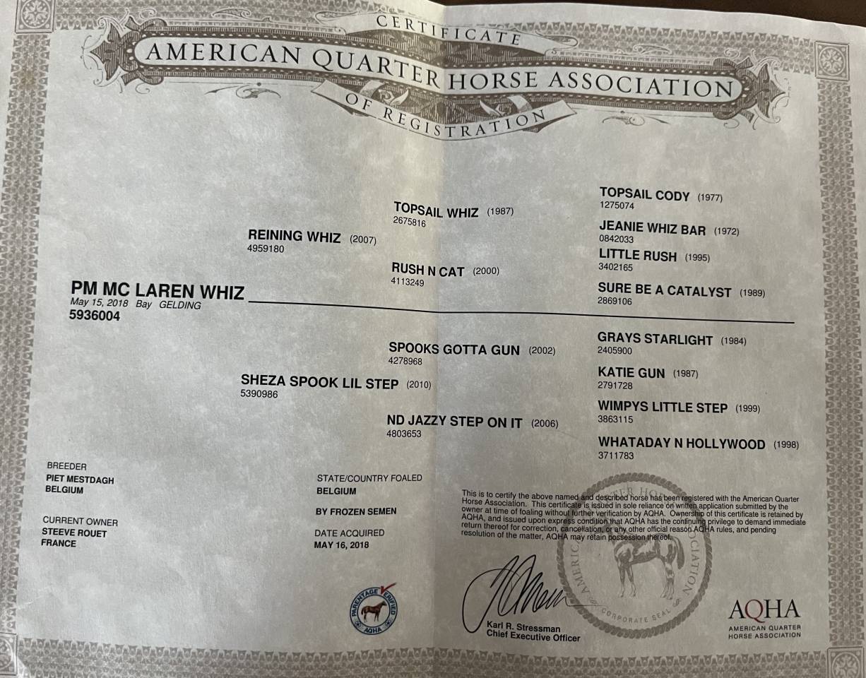 Quarter horse reining hongre 8ans 