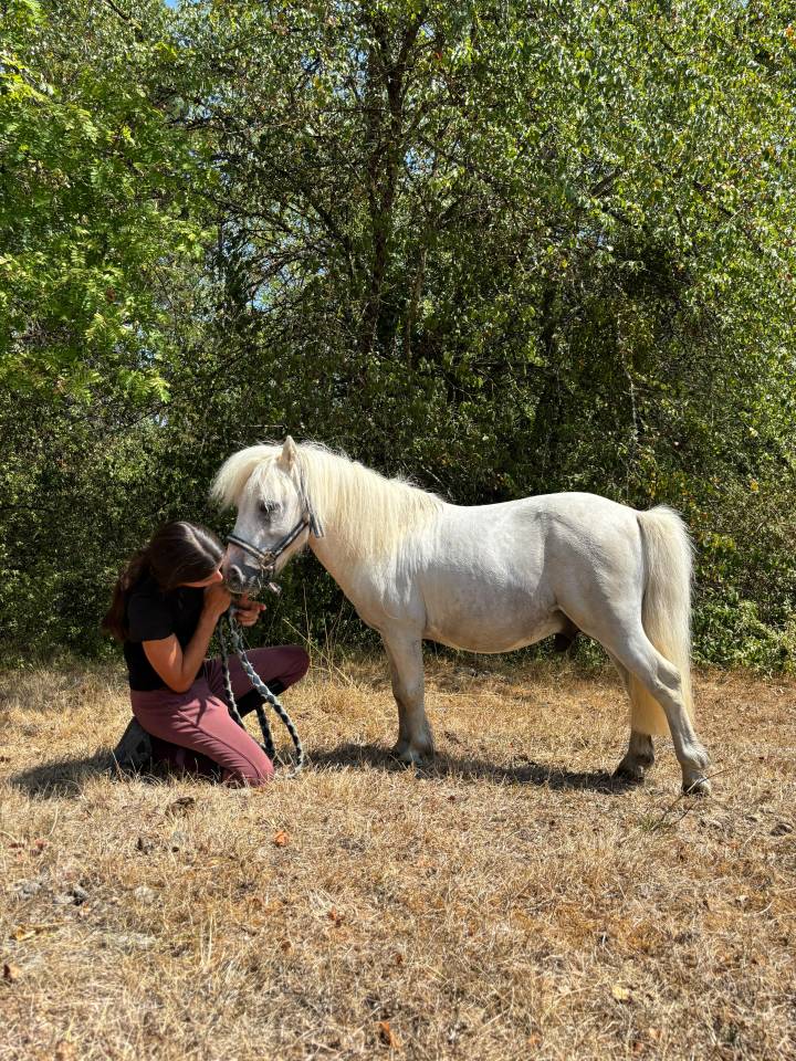 gentil poney shetland