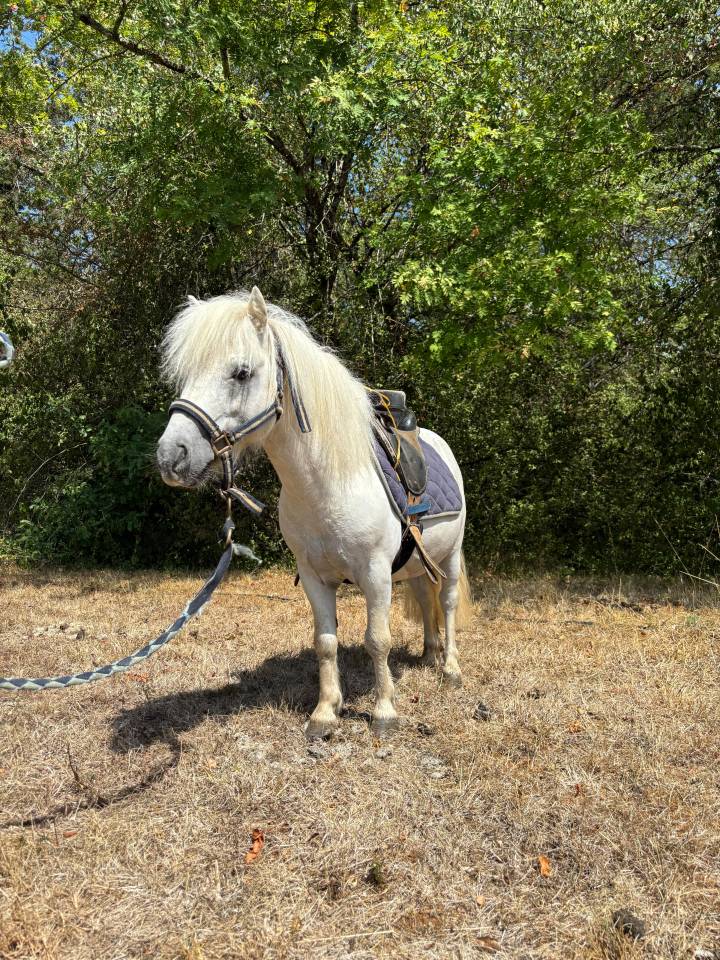 gentil poney shetland