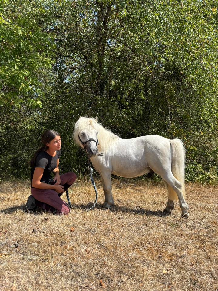 gentil poney shetland
