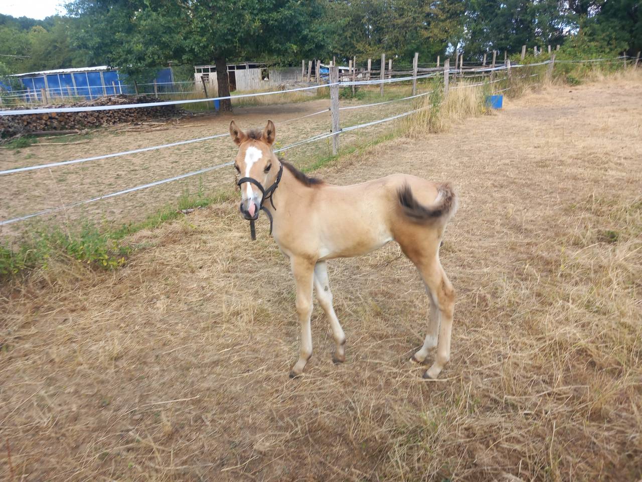 Pouliche quarter horse PP