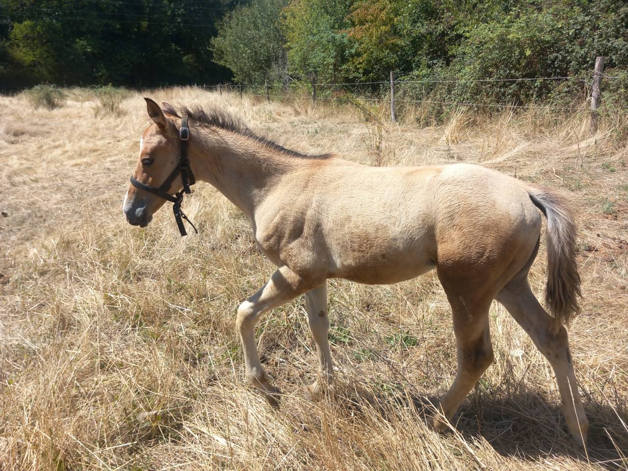 Pouliche quarter horse PP