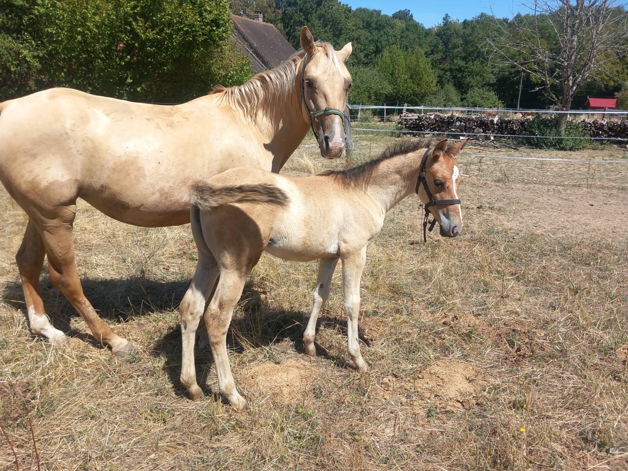 Pouliche quarter horse PP