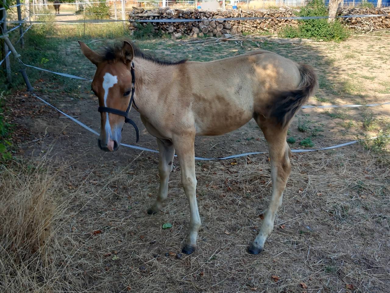 Pouliche quarter horse PP