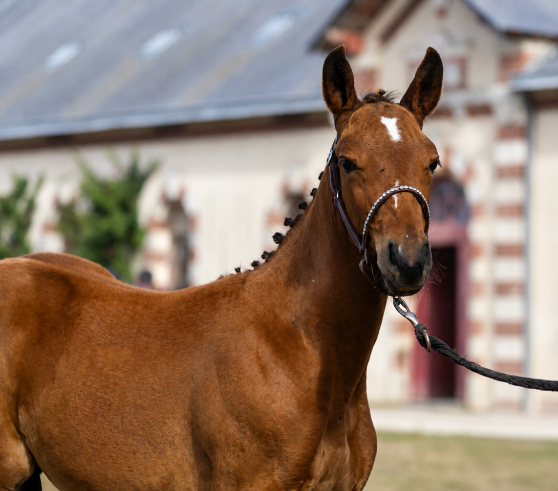 Poulain par Loveur De Startup