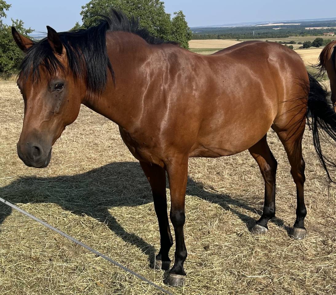 CHEVAL HONGRE PONEY 8 ans