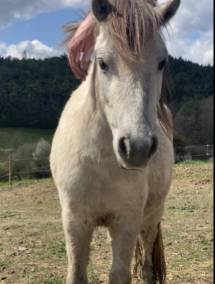 Poney shetland 