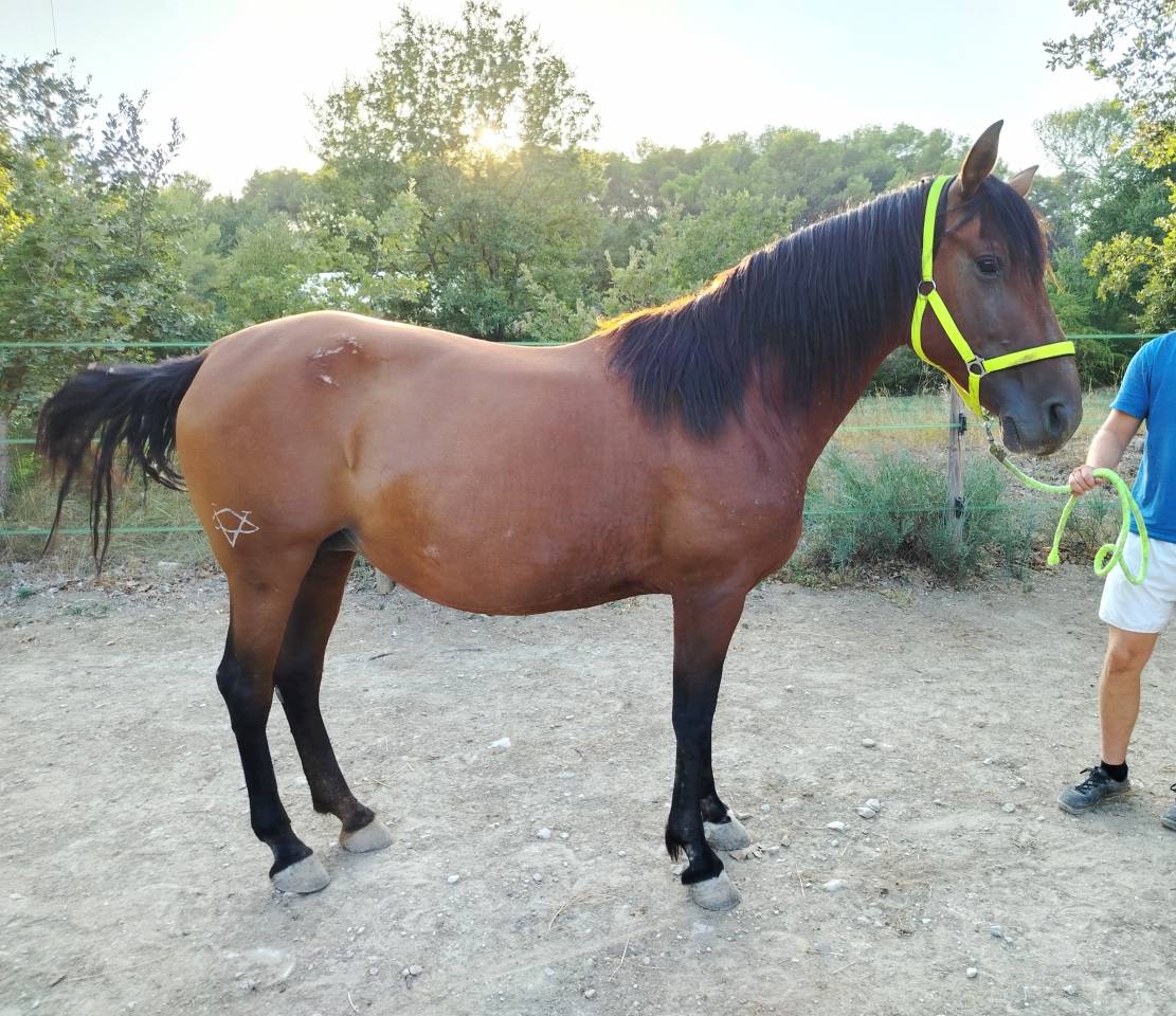 Jument PRE &agrave; vendre 