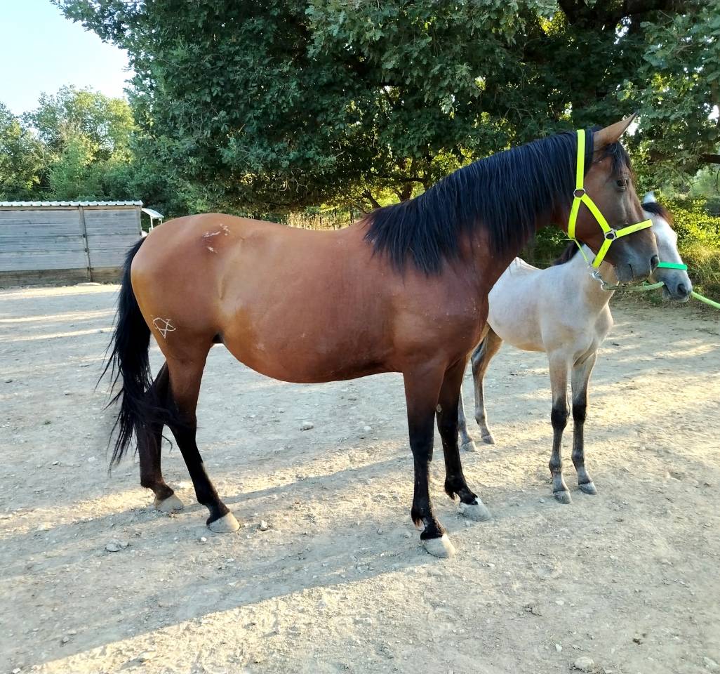Jument PRE &agrave; vendre 
