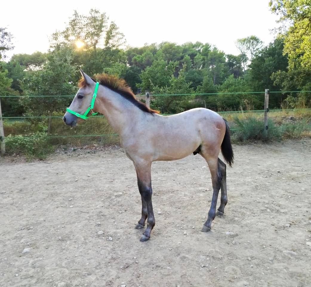 Jument PRE &agrave; vendre 