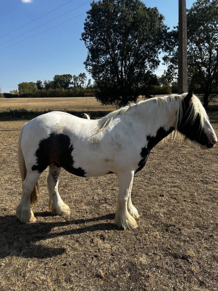 Irish Cob &ndash; Hongre &ndash; 5 ans &ndash; en