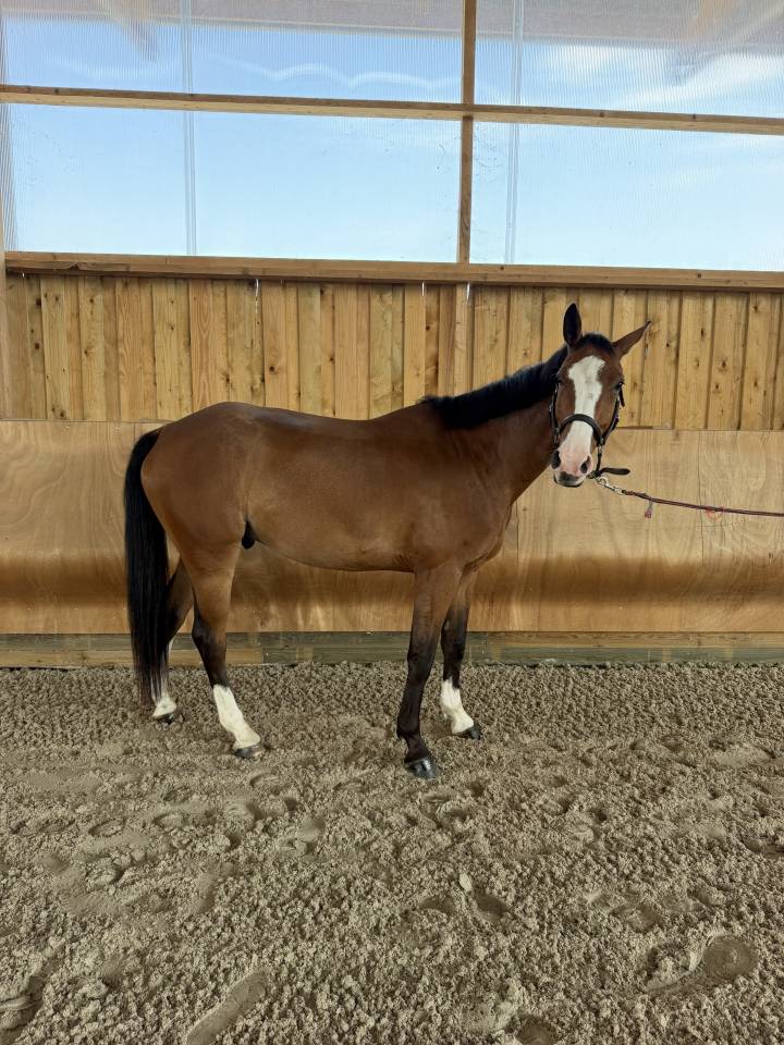 Lucifer des lilas hongre 5ans 