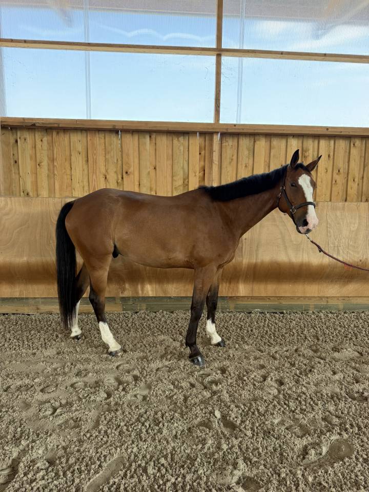 Lucifer des lilas hongre 5ans 