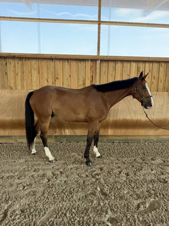 Lucifer des lilas hongre 5ans 