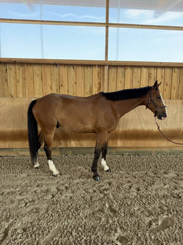 Lucifer des lilas hongre 5ans 