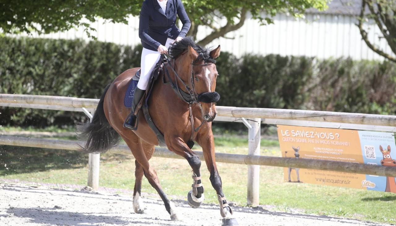 Hongre 7 ans SF Normandie