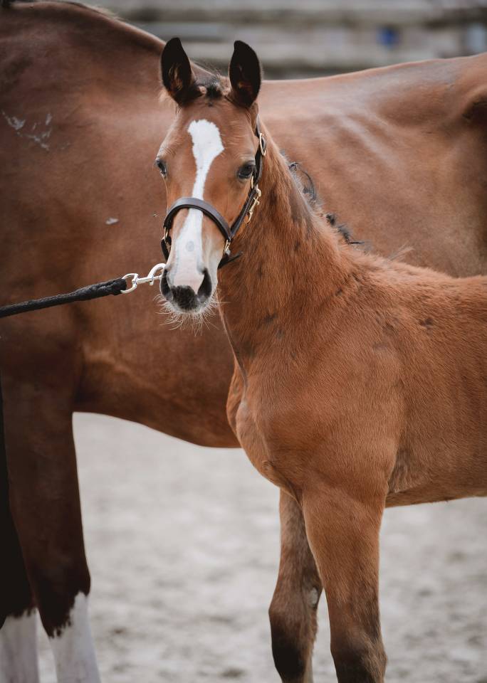 Magnifique foal par Cashpaid J&F