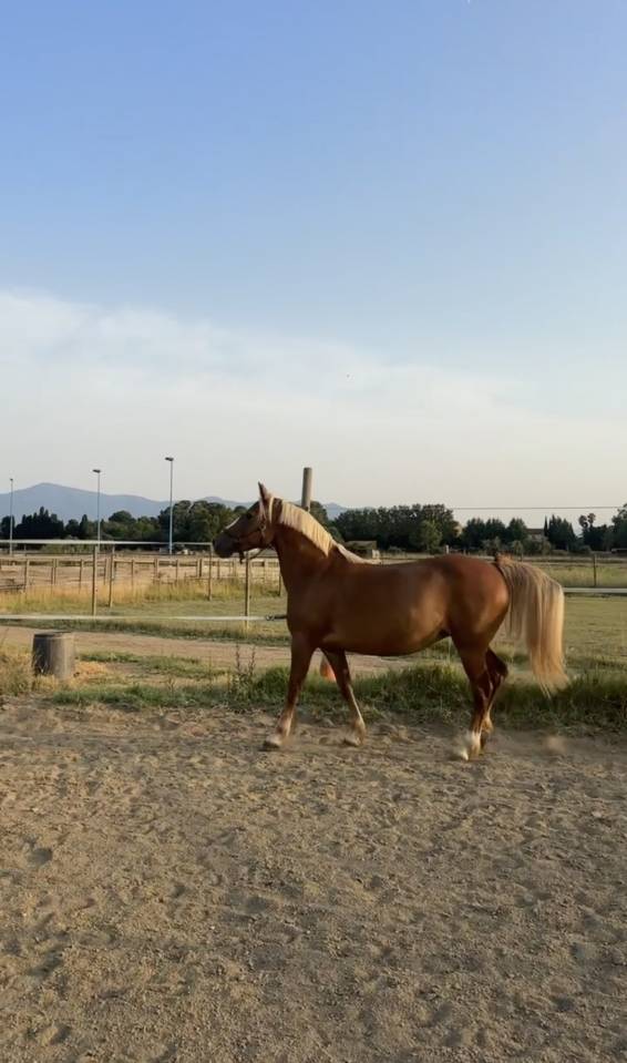  Demi-pension pour ma gentille ponette 