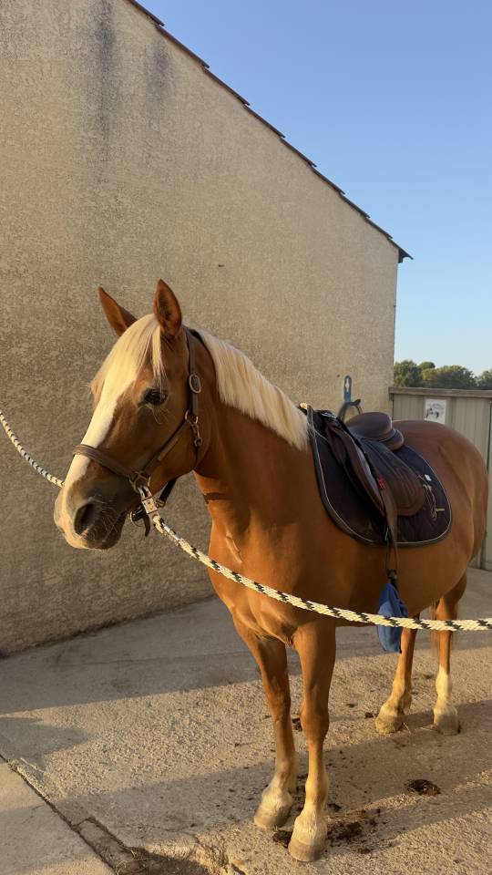  Demi-pension pour ma gentille ponette 