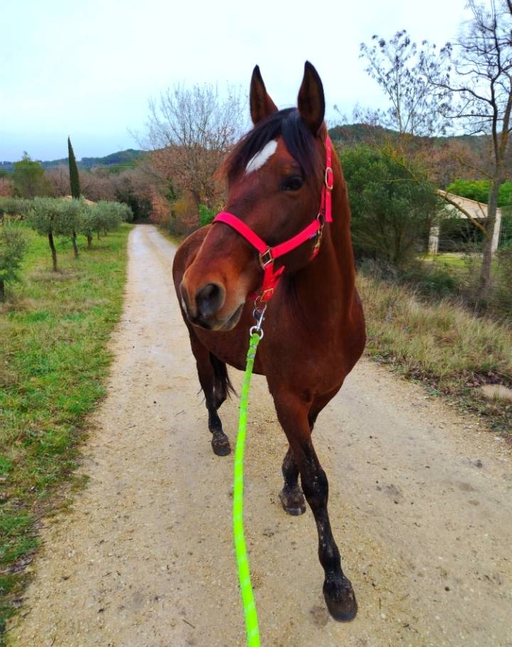 Jument PP espagnole 
