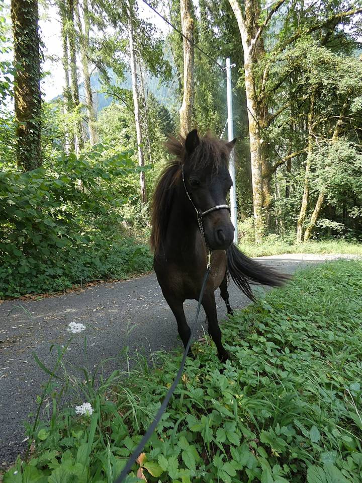 Cheval Miniature am&eacute;ricain