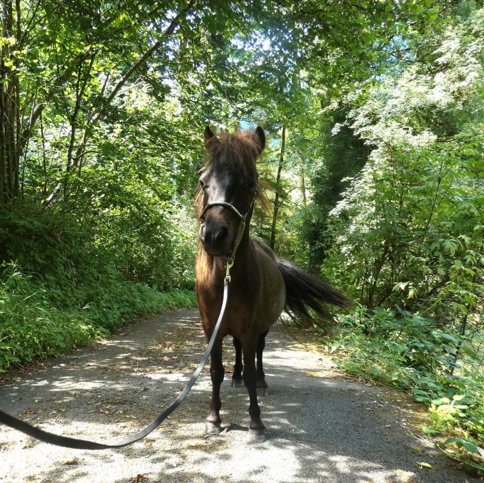 Cheval Miniature am&eacute;ricain