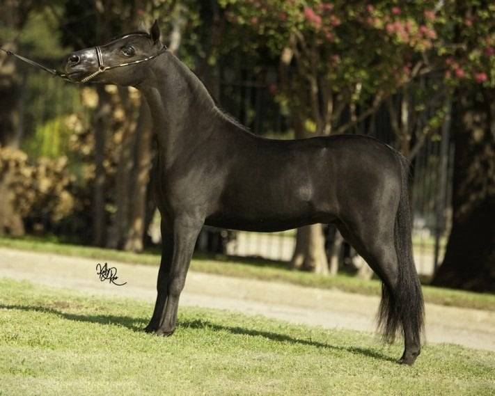 Cheval Miniature am&eacute;ricain
