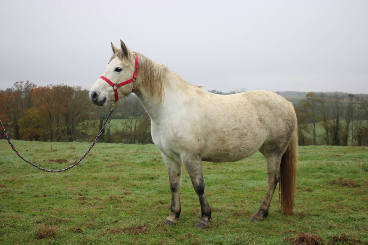 Ponette qualiteuse 6 ans