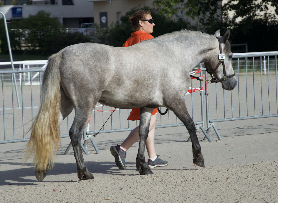 Ponette qualiteuse 6 ans