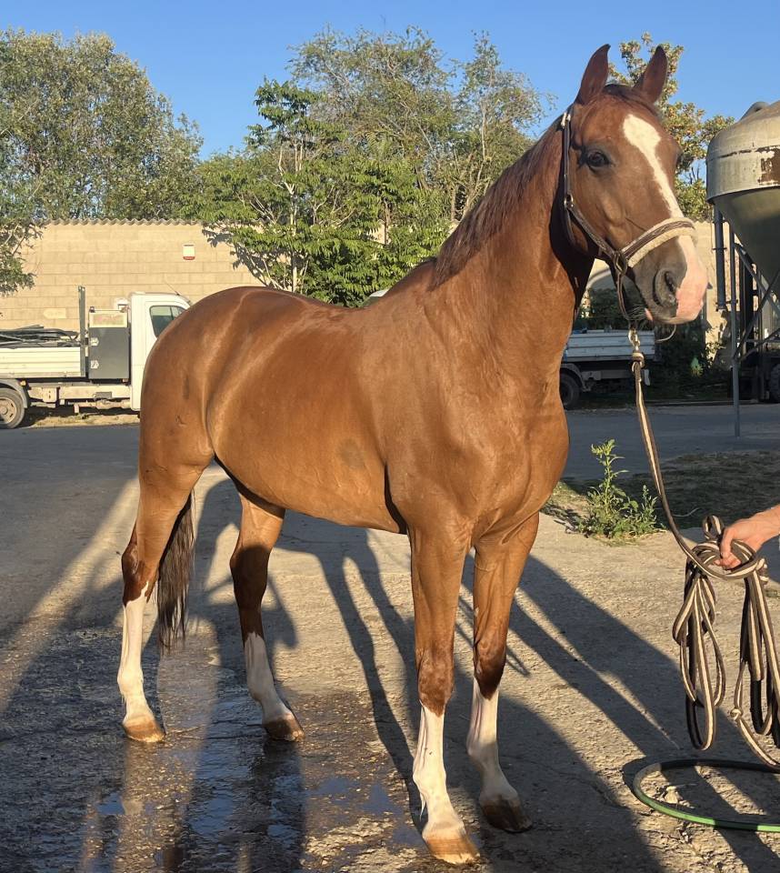 &Agrave; vendre ou &agrave; louer hongre de 15ans 
