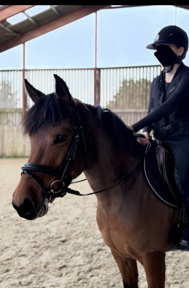 ponette D &agrave; vendre 