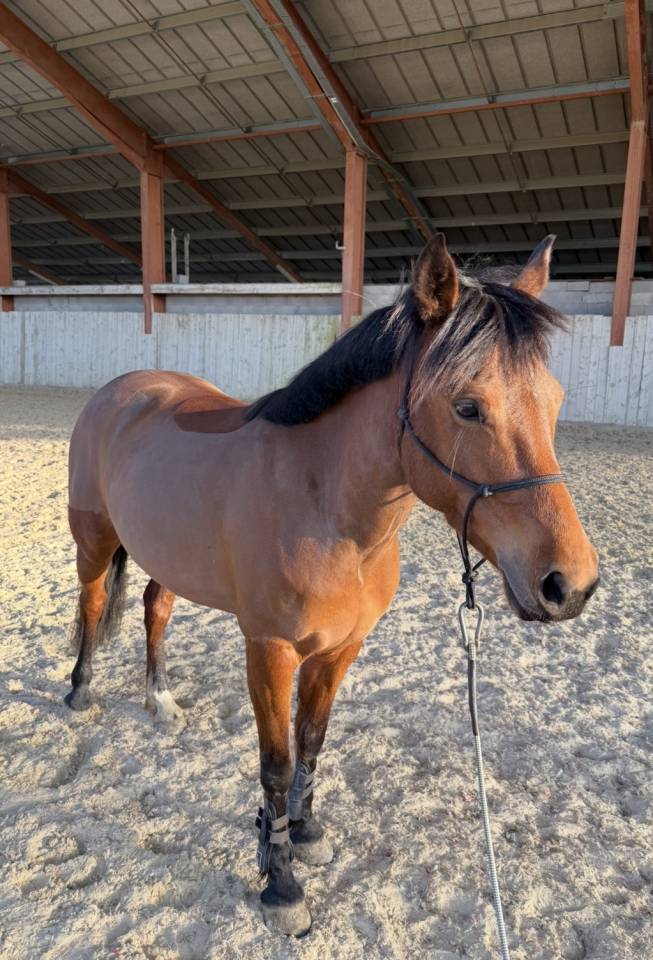 ponette D &agrave; vendre 
