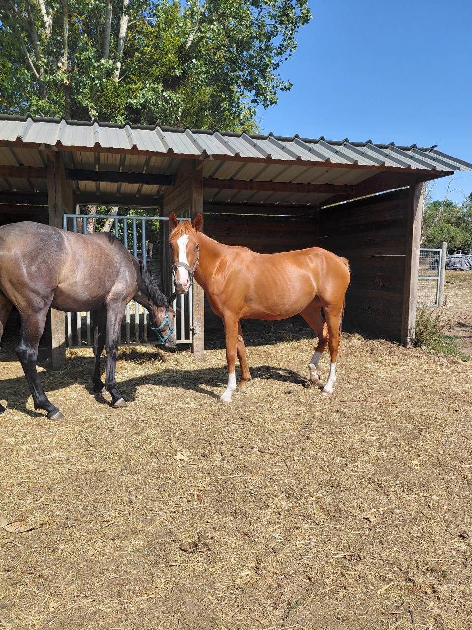 Pouliche pfs de 2 ans