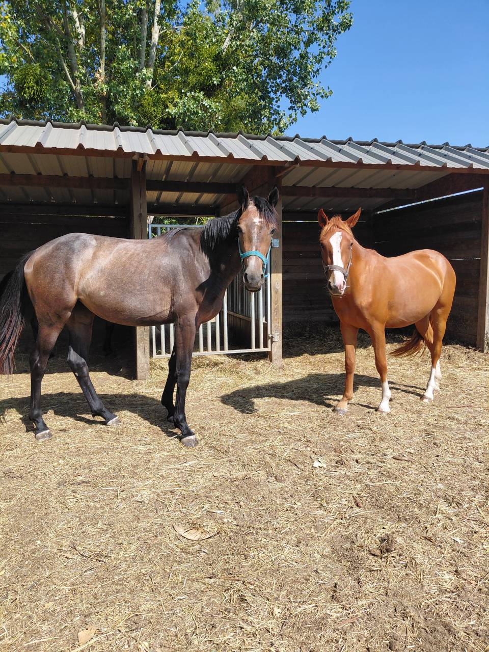 Pouliche pfs de 2 ans