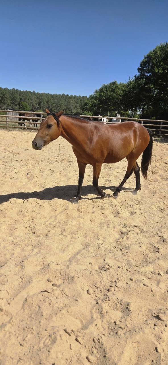 Ponette new forest 2 ans  1m38 actuellement 
