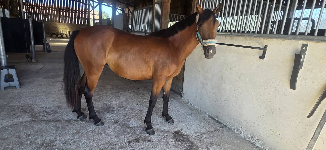 Ponette new forest 2 ans  1m38 actuellement 