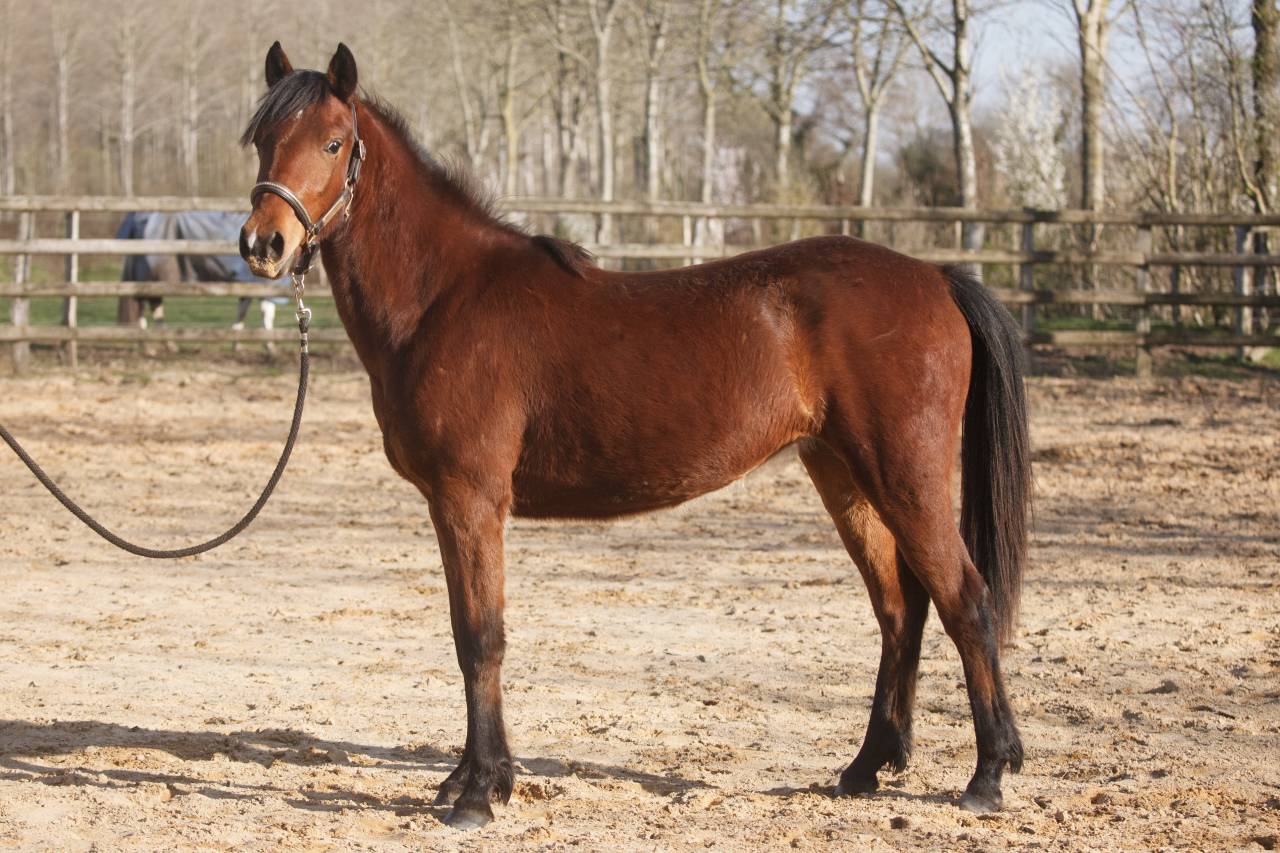Ponette new forest 2 ans  1m38 actuellement 