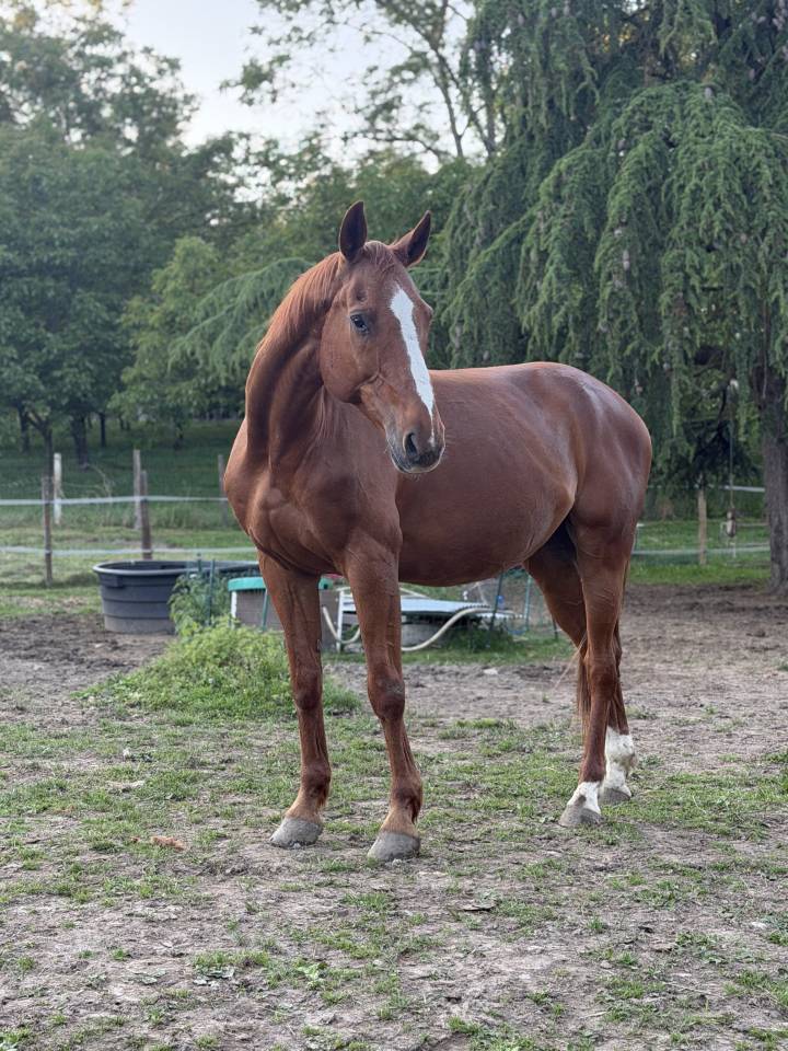 Cheval de loisirs &agrave; vendre 