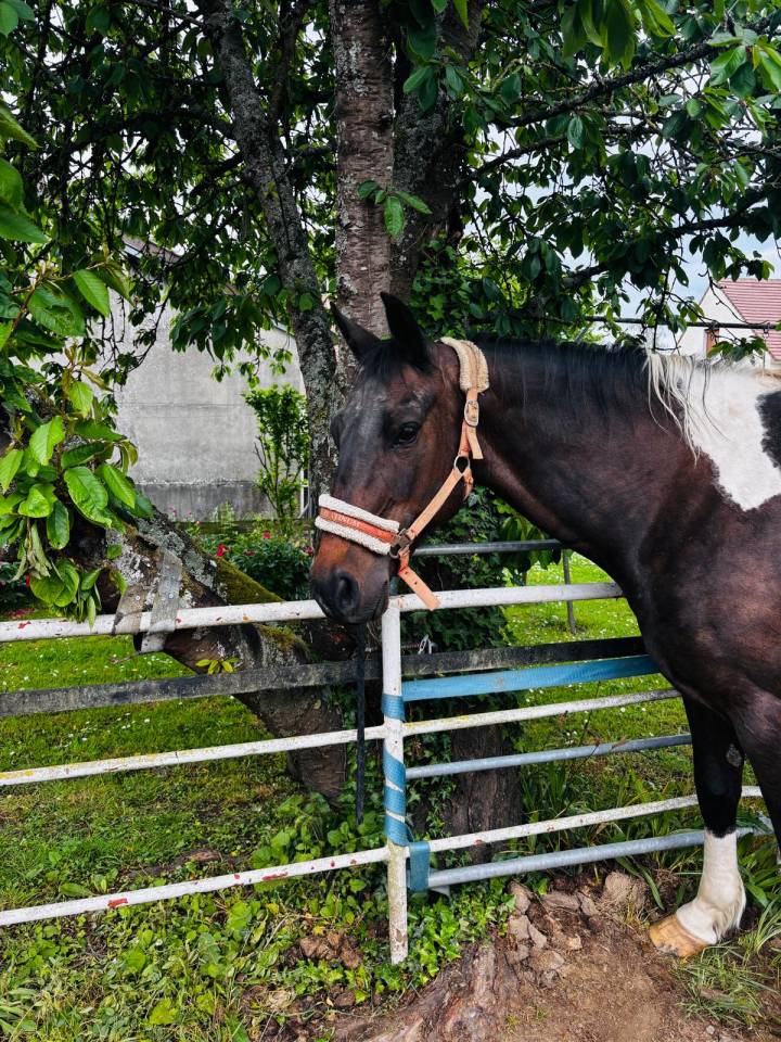 Jument paint horse pp