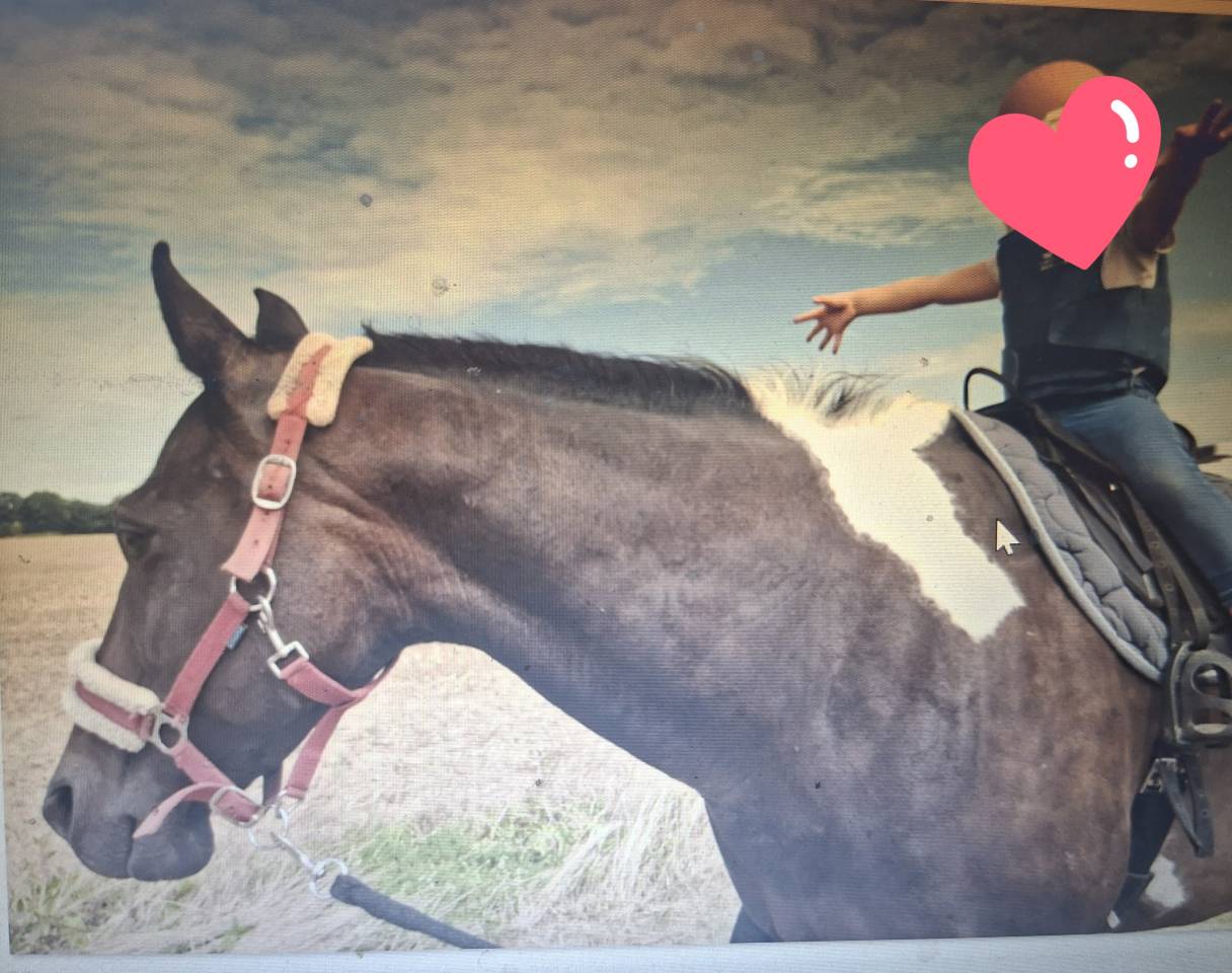 Jument paint horse pp
