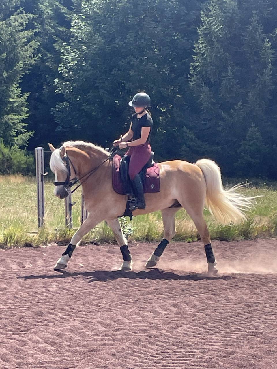 Poneys &agrave; louer 