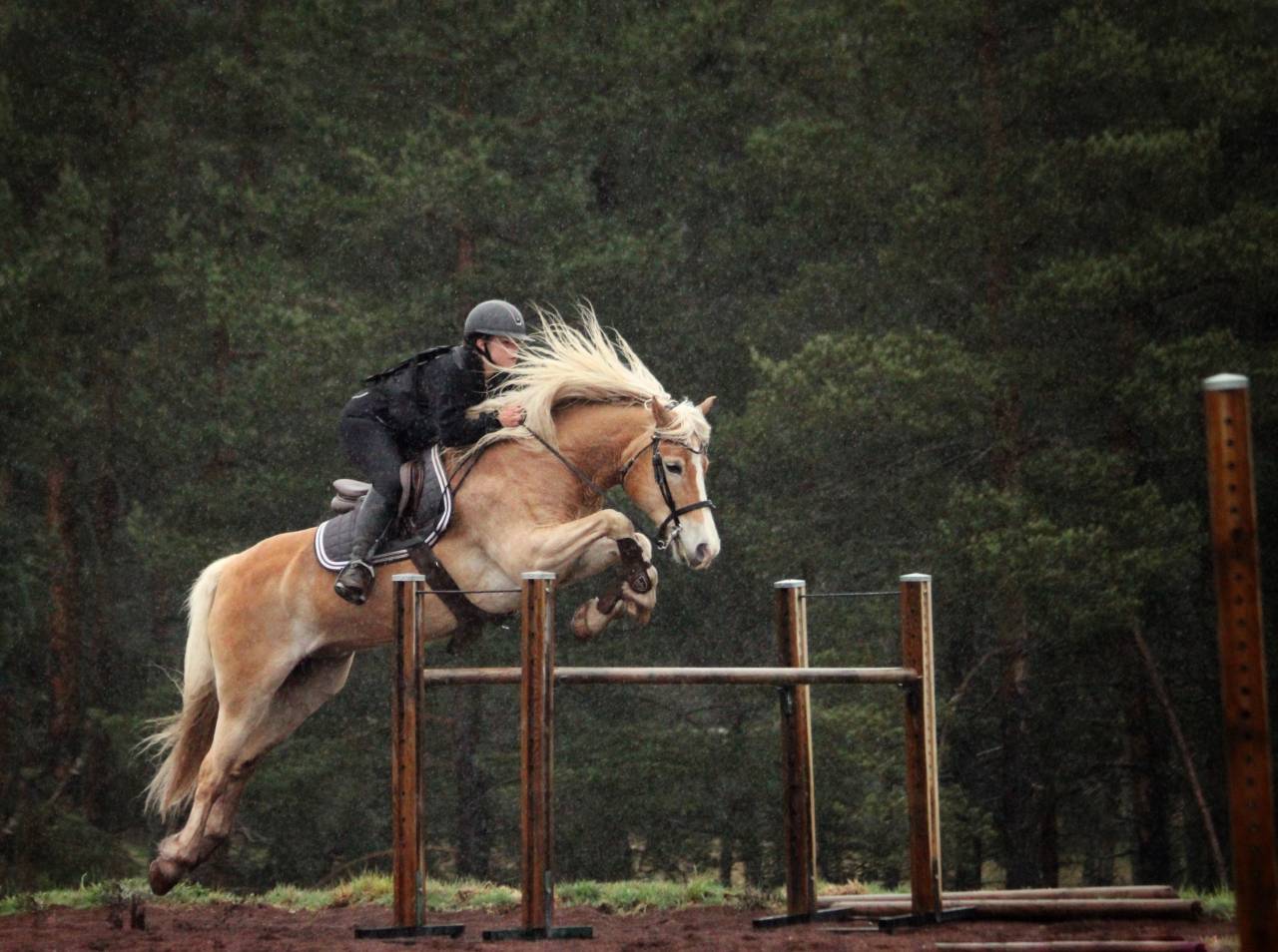Poneys &agrave; louer 