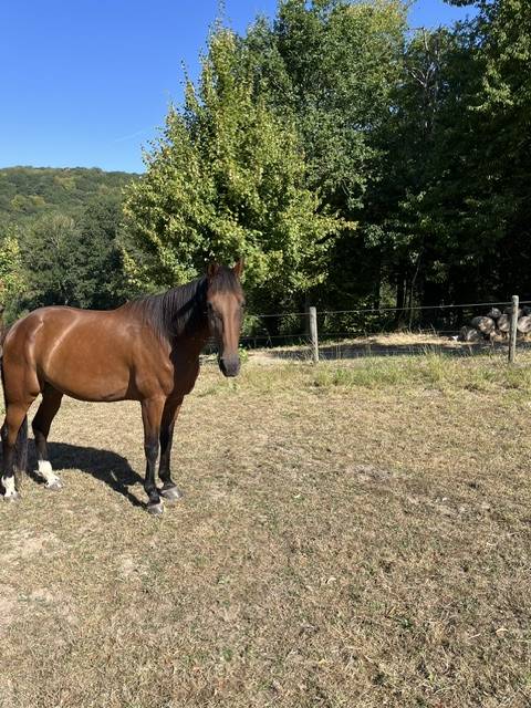 Hongre de 9 ans &agrave; vendre