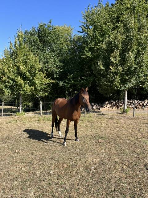 Hongre de 9 ans &agrave; vendre
